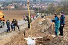 V Kloboučkách vyrostla nová oskerušová alej